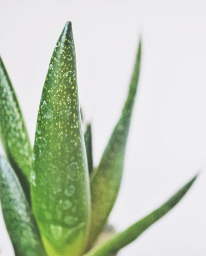 Herbamedicus ALOE GEL hydratačný gél z aloe