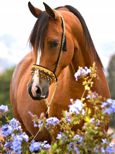OBRÁZOK pre Diamantovú vyšívaciu mozaiku HORSE Diamond Painting FLOWERS STICKBOOK
