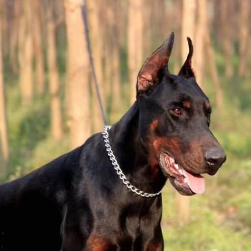 DOG CHOKE CHAIN BEHAVIORAL SHOW RING GOLIER 65cm XL