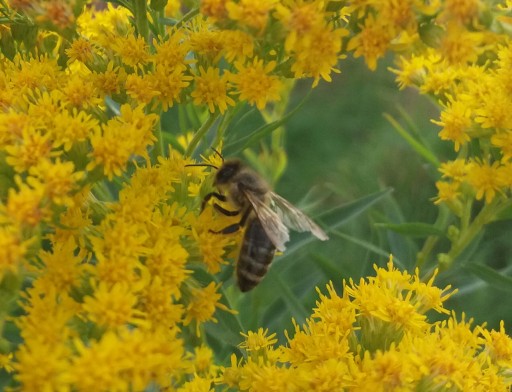KVETOVÝ PEL PRIAMO OD VČIEL, MIRKA PSZ APIARY