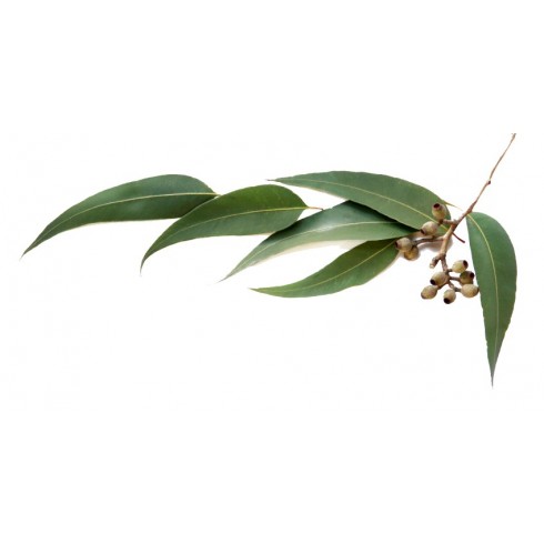 Vôňa do sauny Aroma Bassau Oil 15ml - Eukalyptus