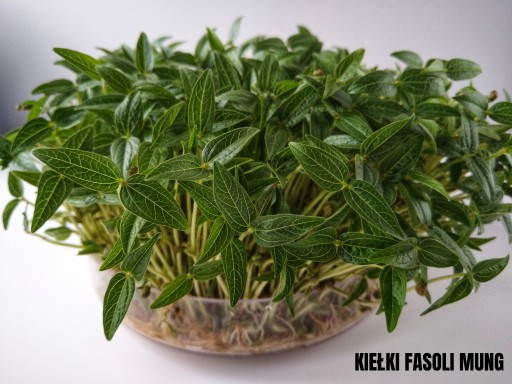 SEMIENKA NA KLÍČKY Fazuľa MUNG 50g od Skworcu