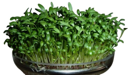 CRESS - Semená na klíčky 100g