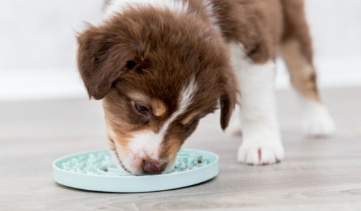 Podnos na maškrty Junior Licking Plate, priemer 15 cm