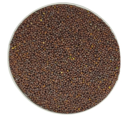 HORČICA ČIERNA - semená na klíčky 250g