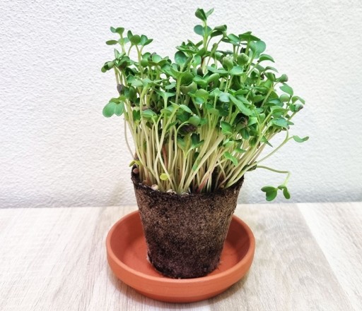 Organické semená klíčkov - Reďkovka 20g