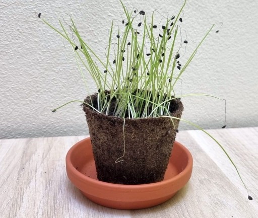 Pažítkové semienka na aromatické klíčky 10g