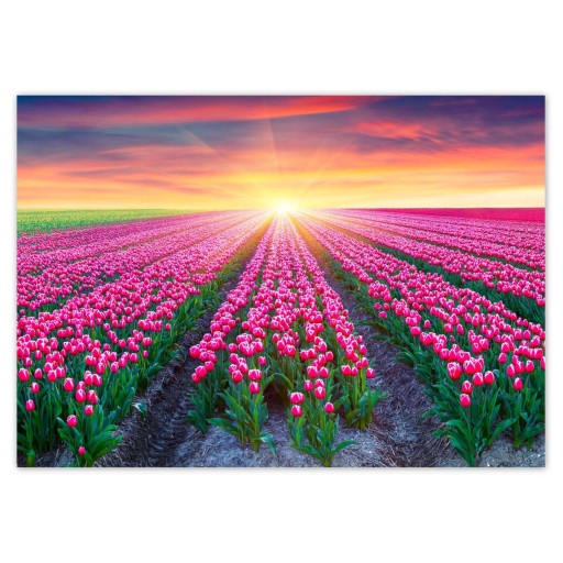 Samolepky A5 LEVEL More tulipánov Kvety