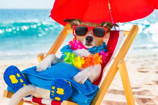 Diamantové vyšívanie DOG Diamantová maľba MOZAIKA 5D diamantové maľby