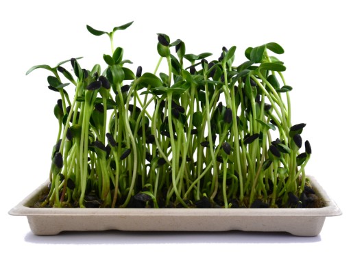 ĽANOVÁ PODLOŽKA na klíčenie microgreens