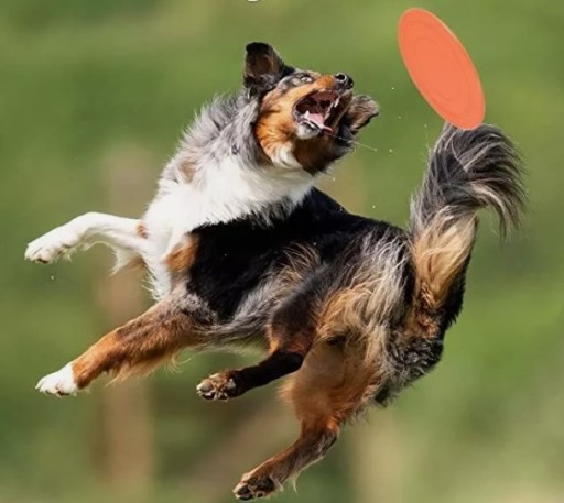 Frisbee disk LIETAJÚCA HRAČKA pre psa pod tanier APORT 15cm Miska 2v1