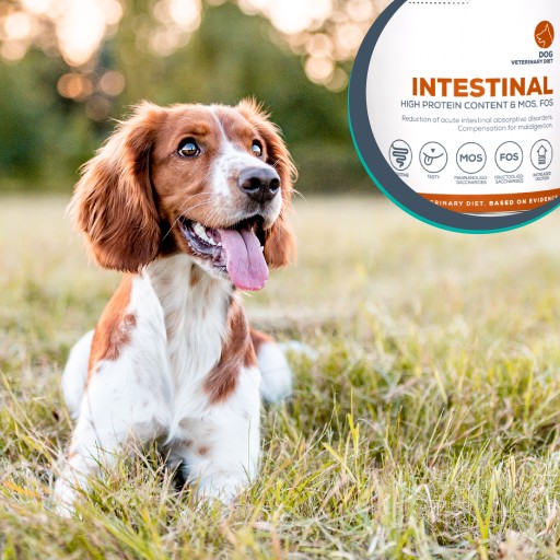 Vet Expert Intestinal vlhké krmivo pre psov s tráviacimi problémami 400g