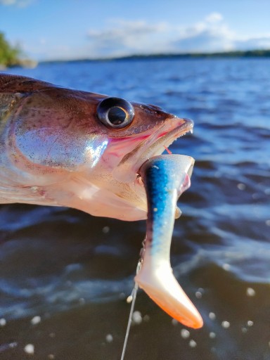 Savage Gear Herring Shad 13 cm plotica na zubáče a šťuky