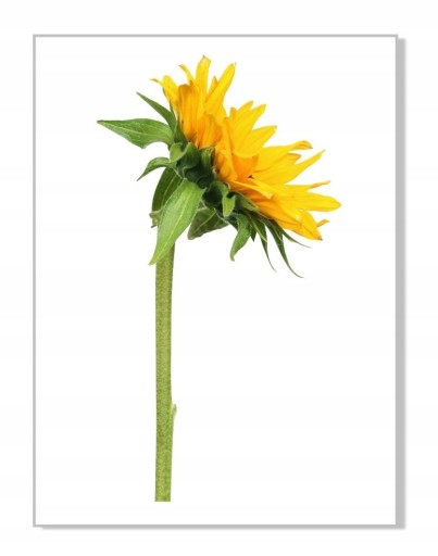 Nálepka na stenu s kvetmi 30cm Slnečnica 7