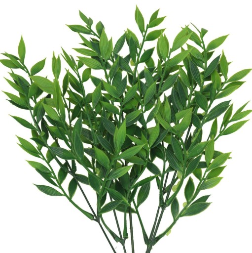 RUSCUS BOUQUET HRUBÉ KONÁRE ZELENÝ PRÍDAJ DO KYTICOVÝCH KRÉMOV