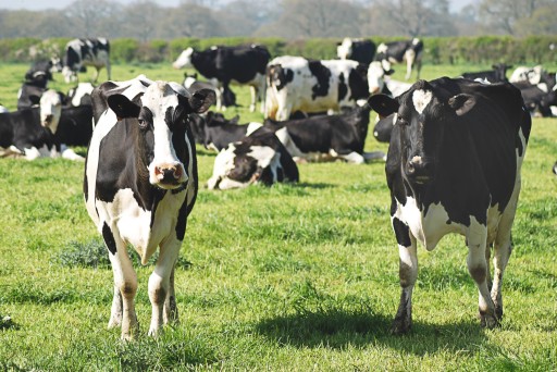FARMERS' INSEMIN, tiché teplo, efektívna inseminácia