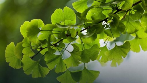 GINKGO BILOBA Ginkgo biloba sušený list 200g