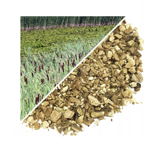 Calamus, Calamus Rhizome, 200 G - Lublinský herbár