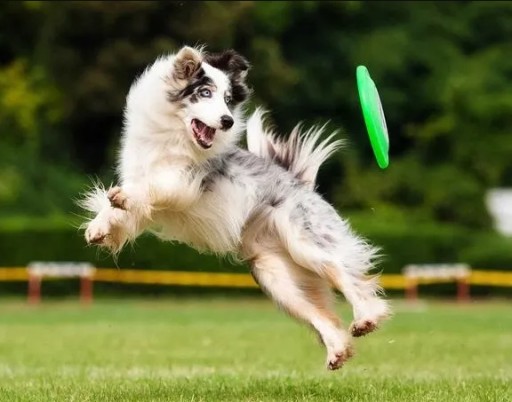 Frisbee hračka pre psov s lietajúcim tanierom aport 18cm