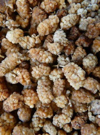 Sušená moruša biela 500g Vitamín B