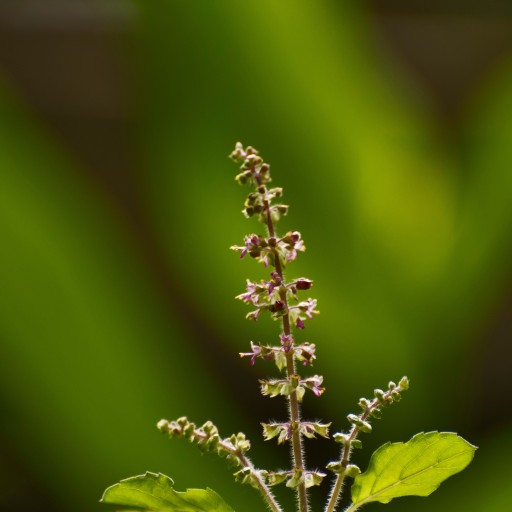 TULSI (Tulasi) SVÄTÁ BAZILKA Stres Imunita Vitalita