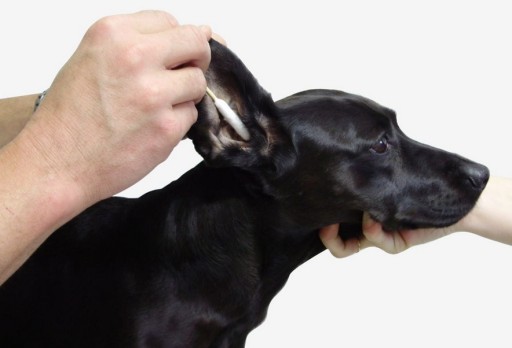BambooStick tyčinky na čistenie uší pre psov 12 cm