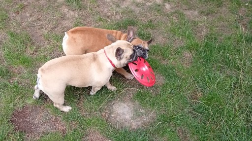 DISK FRISBEE krúžková hračka pre psov 23 cm