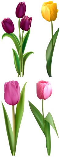 NÁLEPKY NA OKENNÉ ZRKADLOVÉ SKLENÉ TULIPANY KVETY