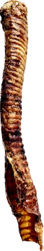 Hovädzie trachea Prírodne sušené XL 1 ks 40 cm