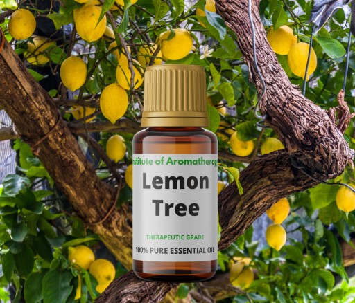 LEMON TREE olej osviežuje a dezinfikuje vzduch
