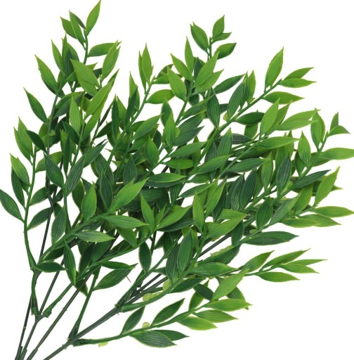 RUSCUS BOUQUET HRUBÉ KONÁRE ZELENÝ PRÍDAJ DO KYTICOVÝCH KRÉMOV