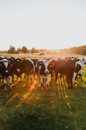 FARMERS' INSEMIN, tiché teplo, efektívna inseminácia