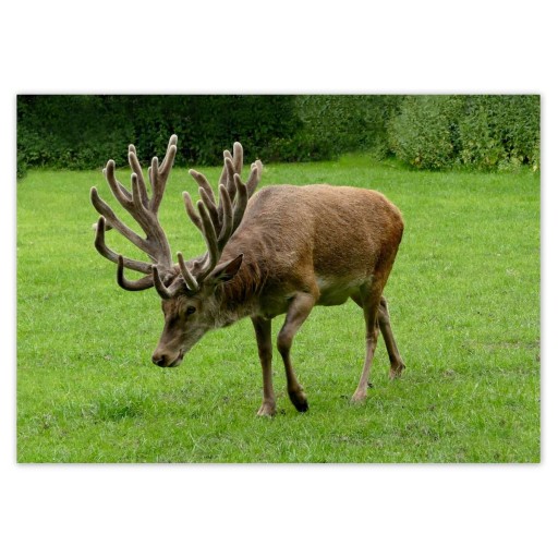 Samolepky A5 LEVEL Stag Stag