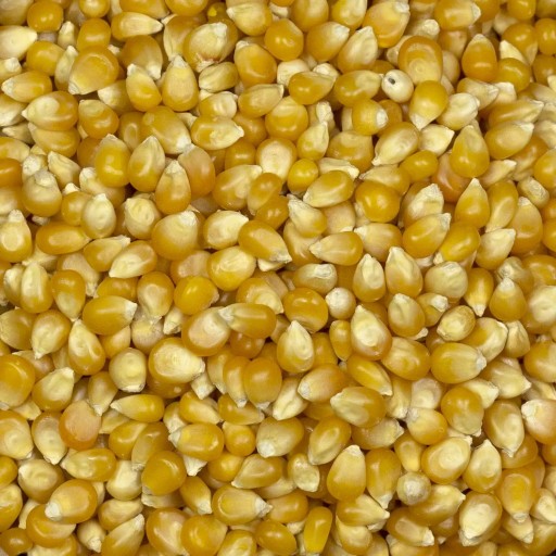 POPCORN 1kg Zrno na praženie bez soli