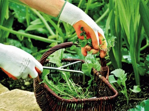 Záhradné rukavice SPONTEX Lady Garden Veľkosť M