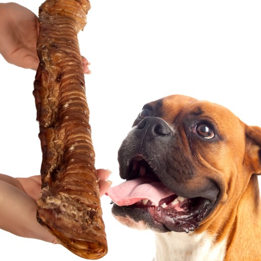 CHRUVKA PRE VEĽKÝCH PSOV PRÍRODNÁ HOVÄDZIA TRACHEA, VEĽKOSŤ XL