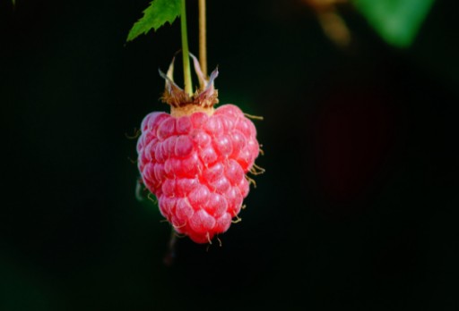 GRYS RASPBERRY Lyofilizované 25g HiFOOD Maliny POLSKA
