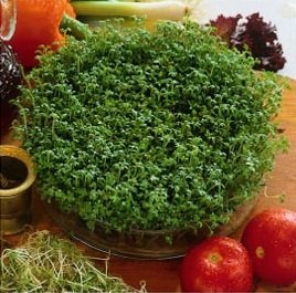 CRESS SEEDS na klíčky 500g