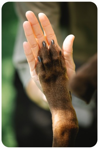 SITTED MICHA KOST PRE PEVNÉ KĹBY PRE PSOV, 13,5 cm