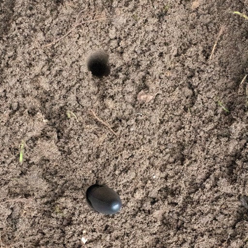 Seedling Piknik Dołownik Gardenowo