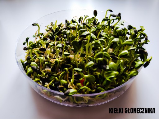 Slnečnica, slnečnicové semienka, klíčky, siatie, 10g