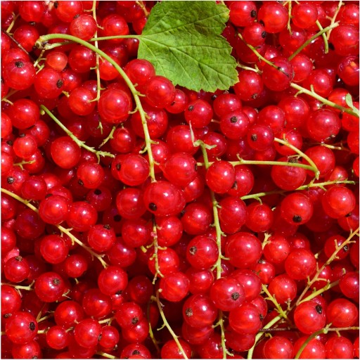 RÍBEZLE ČERVENÉ SUŠENÉ MRAZOM 25g HiFOOD