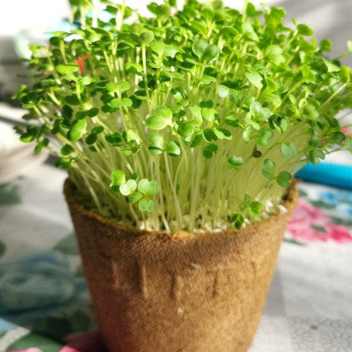 Semienka brokolice na klíčky a mikrolístky 100g