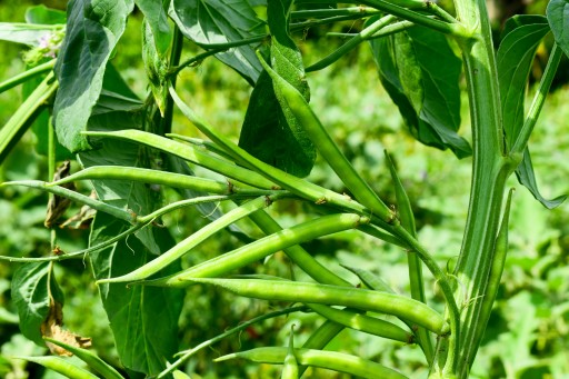 GUAR GUM 200g / Prírodná, čistá SILNÁ / BIOSWEEN