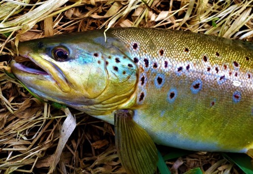 FishUp Tanta 2