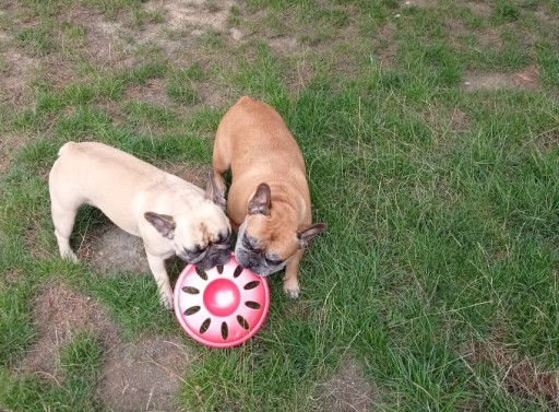 Darček pre psíka DISK Ring hračka FRISBEE 23 cm
