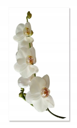 Nálepka na stenu kvety 30 cm Orchidea 1