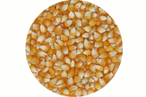 Popcorn Zrno Kukurica na praženie 500g