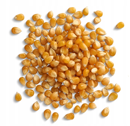 POPCORN 1kg Zrno na praženie bez soli