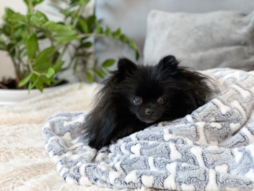 Deka pre psa a mačku deka 75x50 FLEECE SOFT WARM Lovedog pelech S